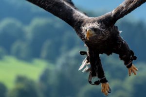 Vorbild Natur Was Die Technik Von Tieren Und Pflanzen Lernt Grunschnabel